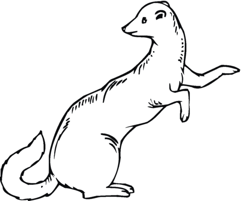 Ferret 18 Coloring Page